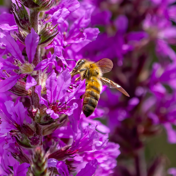 abeille-fleur